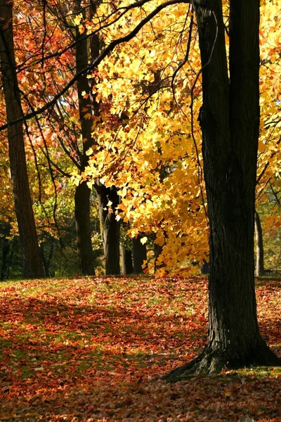 Ψηλά δέντρα φθινόπωρο — Φωτογραφία Αρχείου