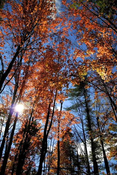 Őszi fák — Stock Fotó