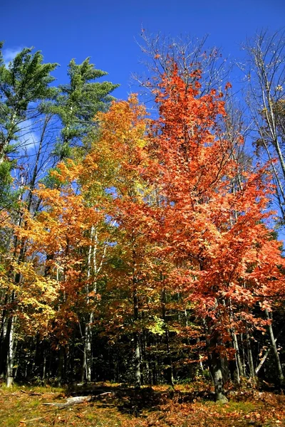 Alberi di autunno alti — Foto Stock