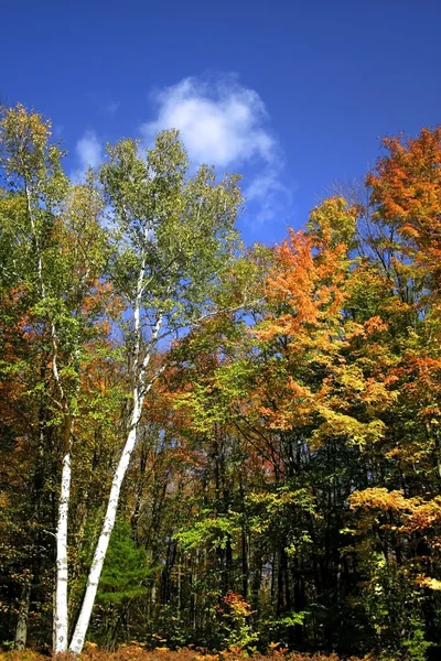 Высокие осенние деревья — стоковое фото