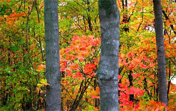 Талль осінні дерева — стокове фото