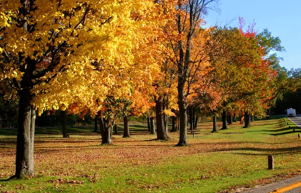 Herfstbomen in een park — Stockfoto