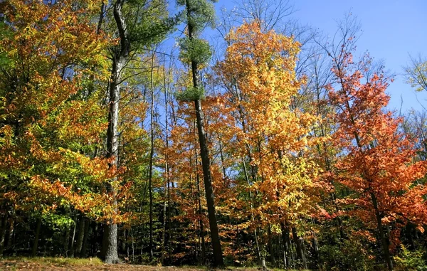 Magas őszi fák — Stock Fotó