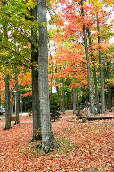 Uzun boylu ağaçlar sonbahar — Stok fotoğraf