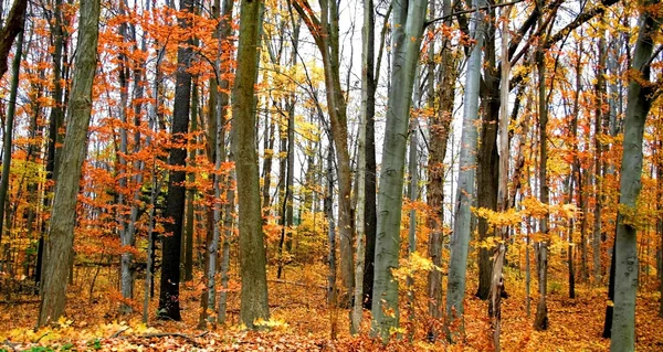 Barevné stromy — Stock fotografie