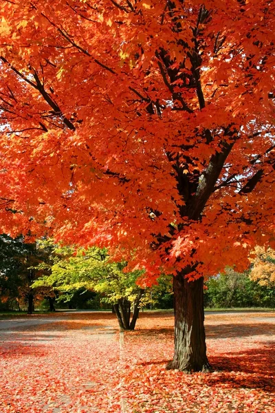 Красное осеннее дерево — стоковое фото