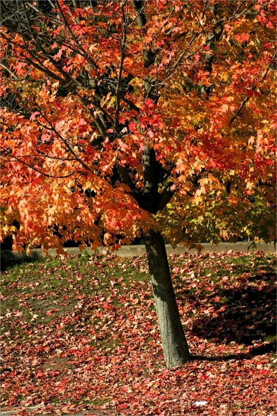 Piros őszi fa — Stock Fotó
