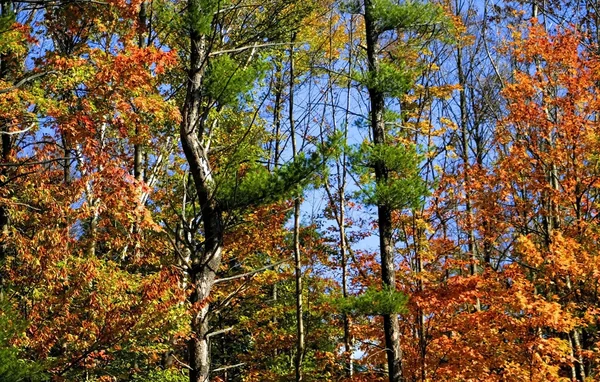 Pepohonan berwarna — Stok Foto