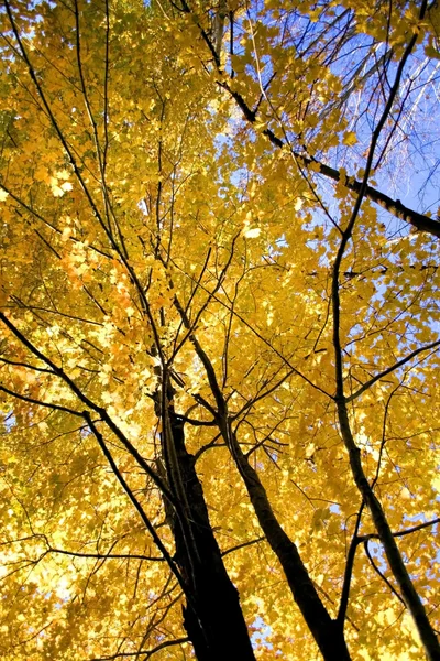 Желтый кленовый дерево — стоковое фото