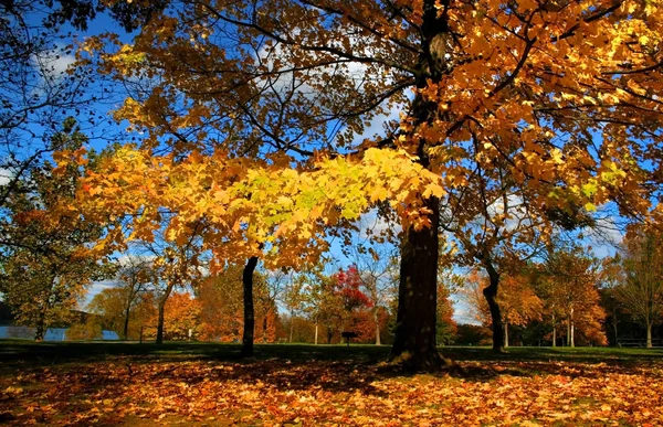 Renkli ağaçlar — Stok fotoğraf