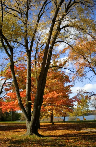 Färgglada träd — Stockfoto