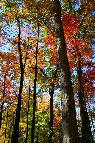 Wysokie drzewa kolorowe — Zdjęcie stockowe