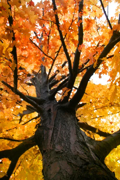 Turuncu renkli Akça ağaç — Stok fotoğraf
