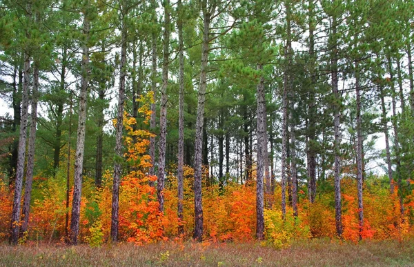 stock image Colorful Trees