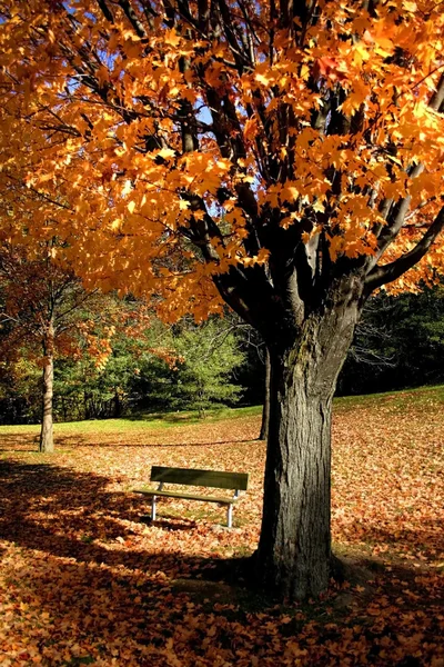 Red Autumn Tree — Stock Photo, Image