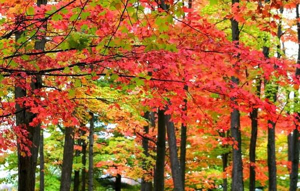Colorful Trees — Stock Photo, Image