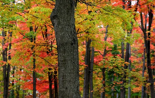 Renkli ağaçlar — Stok fotoğraf