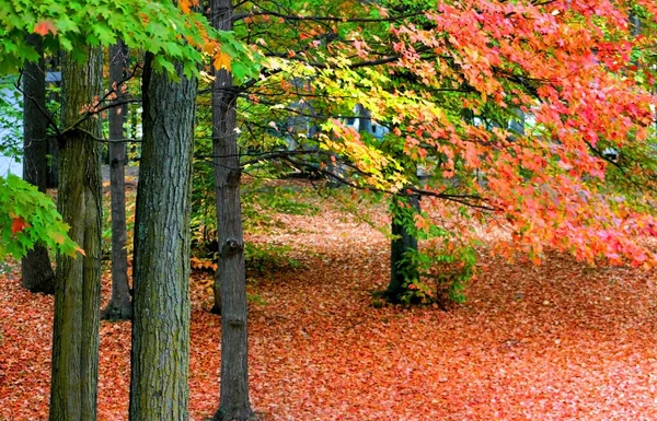 Herfst scène — Stockfoto