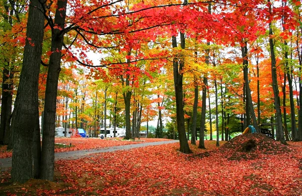 Autumn Scene — Stock Photo, Image