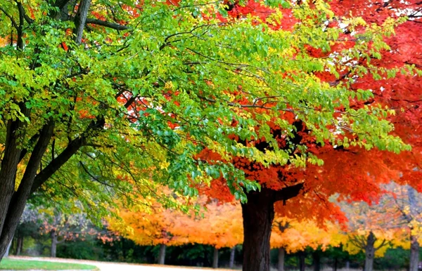 Kolorowe drzewa — Zdjęcie stockowe