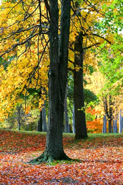 Bäume gelb — Stockfoto