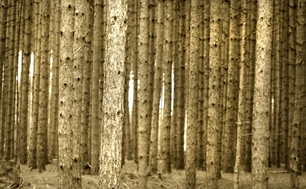 Çam ağaçları — Stok fotoğraf