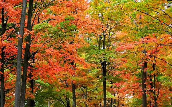 Colorful Trees — Stock Photo, Image
