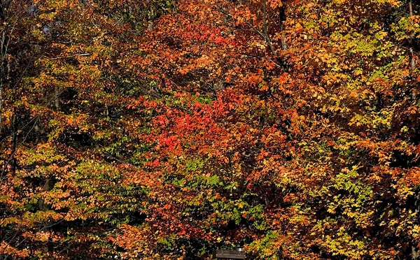 Kleurrijke bomen — Stockfoto