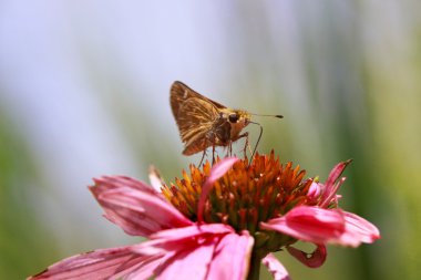 Moth on daisy flower