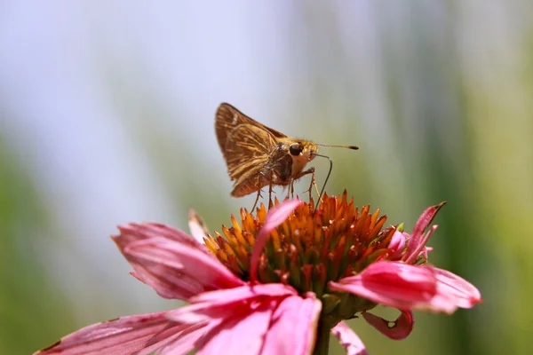 Moth on daisy flower — Stockfoto