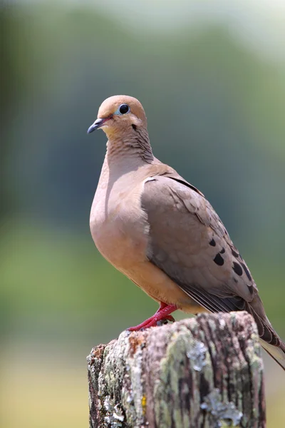 朝の鳩 — ストック写真