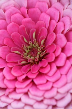 pembe zinnia çiçeği