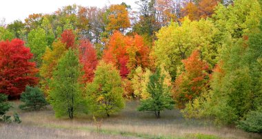 Colorful Autumn Trees clipart