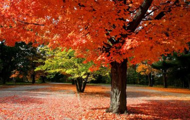 Scenic Autumn Time clipart