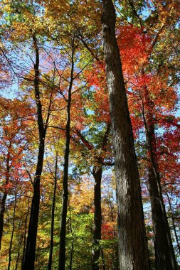 Michigan düşmek manzara