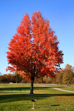 kırmızı renk ağaç