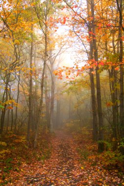 Foggy Autumn Morning clipart