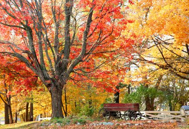 Autumn Trees clipart