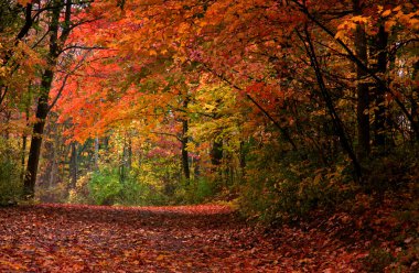 Autumn Landscape clipart
