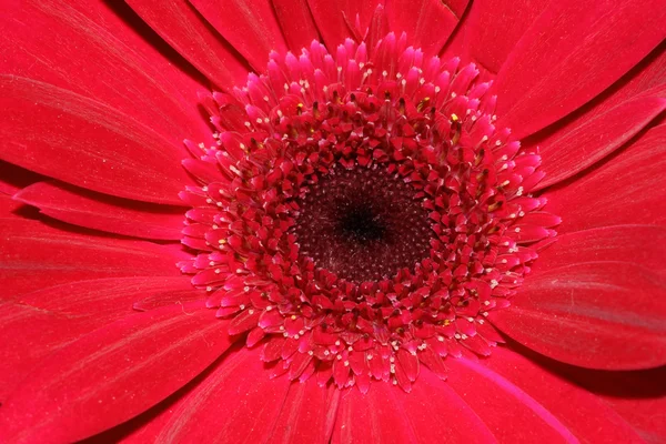 Flor vermelha da margarida — Fotografia de Stock