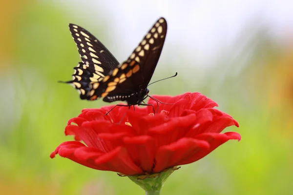 Метелик монарх — стокове фото