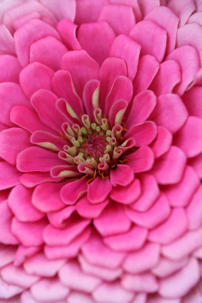 Pink Zinnia flower — Stock Photo, Image