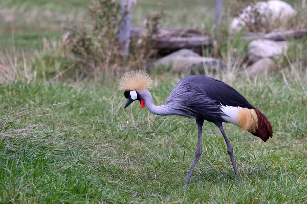 Crowned crane — Stock Photo, Image
