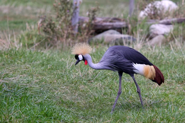 Krönt crane — Stockfoto