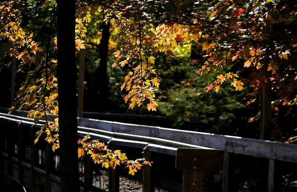 Promenade en planche à l'automne — Photo