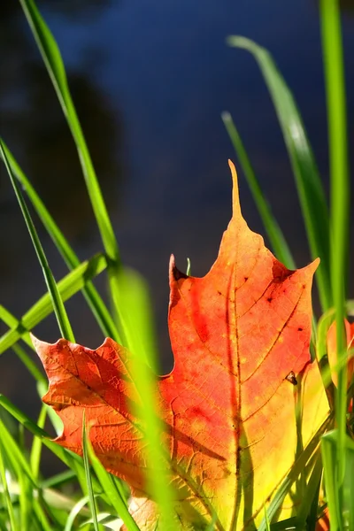 Maple Leaf And Grass — Stock Photo, Image