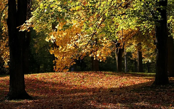 Early Autumn Time In A Park — Stock Photo, Image
