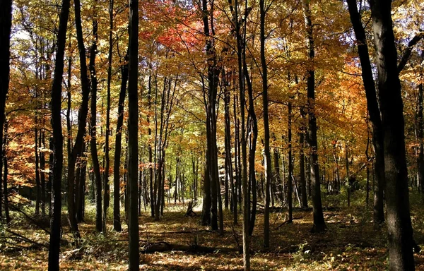 Vysoké barevné stromy v parku — Stock fotografie