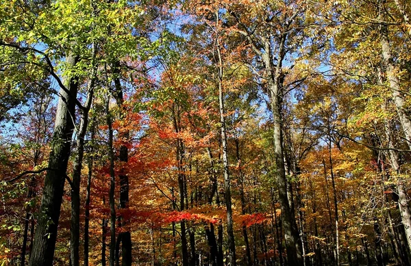 秋季横幅 — 图库照片