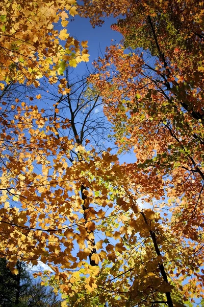 Kolorowe drzewa — Zdjęcie stockowe